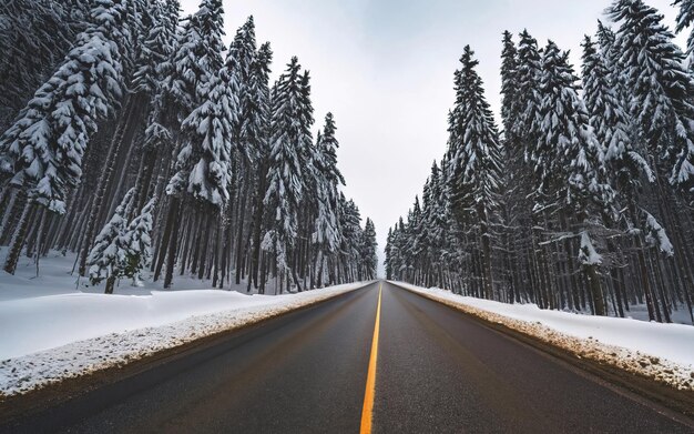 Empty road through a coniferous forest in the winter season Snowy road through a forest landscape