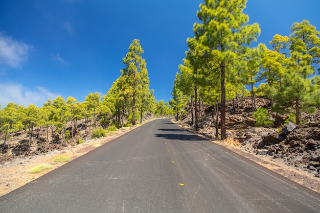 Empty road through the volcanic forest on the island of Tenerife, Spain