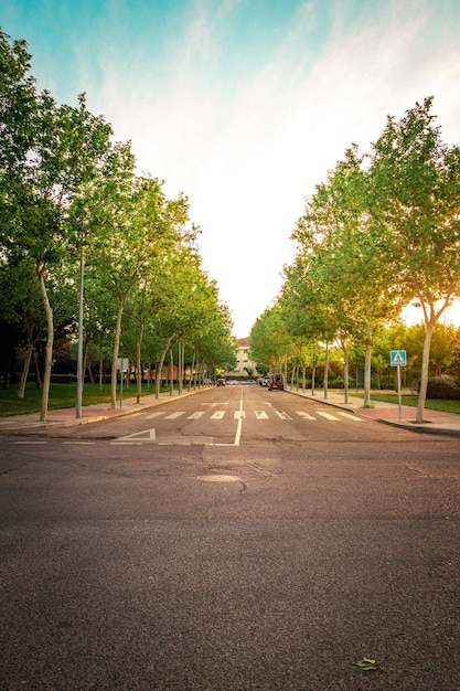 Empty road in between trees against a cloudy blue sky