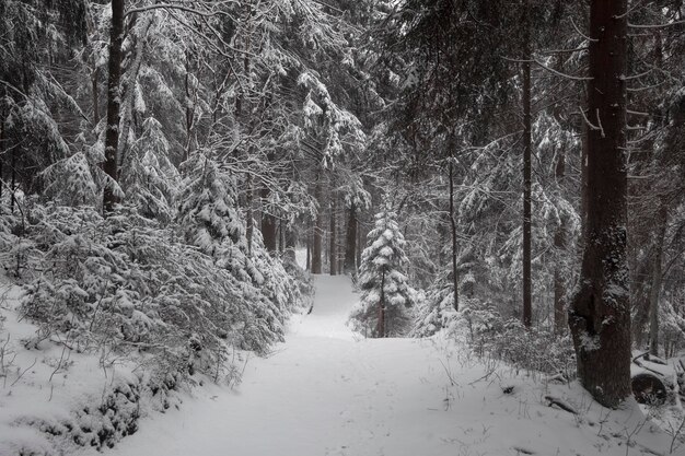 Empty road in winter forest after snowfall