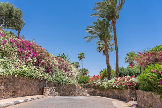 Empty road with colorful flowers on the street of Egypt in Sharm El Sheikh