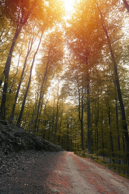 Empty road in woods in autumn macro photo of an empty pathway\
in the forest indian summer in the forest