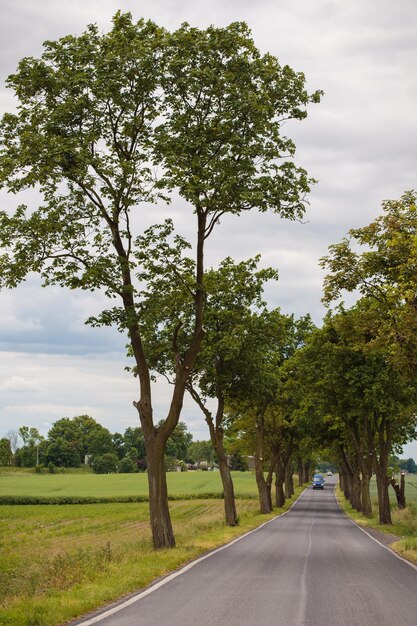 Empty rural road between fields of wheatxA