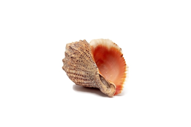 Empty sea shell, isolated on white background, Marine shell closeup, brown clam shell