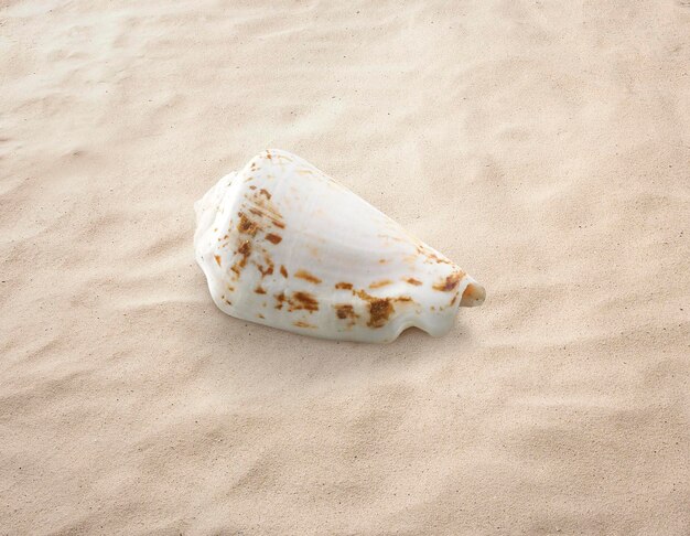 Empty seashell isolated on the sand beach sea