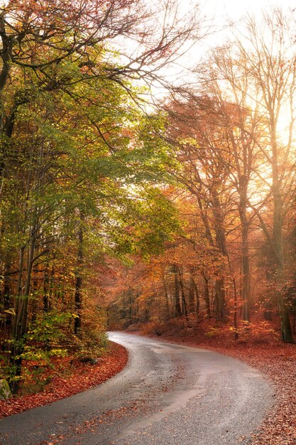 Empty and secluded road surrounded by trees and autumn leaves Deserted and scenic street or highway filled with fall colours and scenery Mysterious road path that can lead to dangerous driving