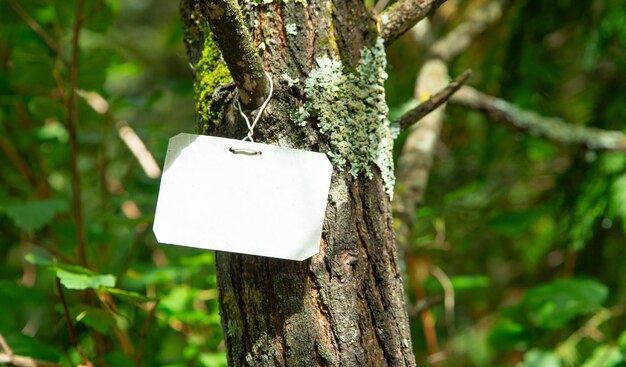 Empty sign for advertising on a tree