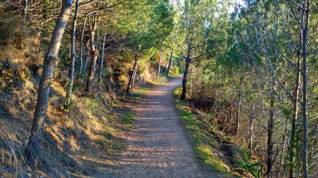 Foto un passaggio vuoto tra gli alberi della foresta