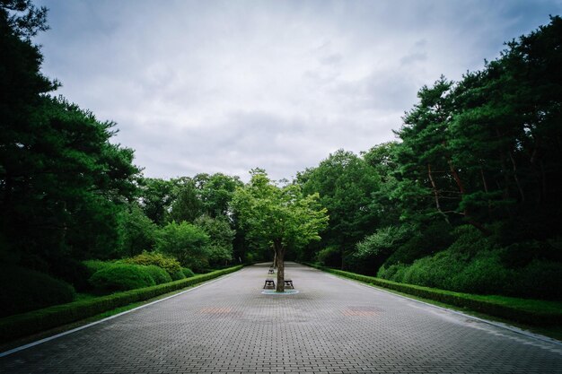 Photo empty walkway amidst trees at park against cloudy sky