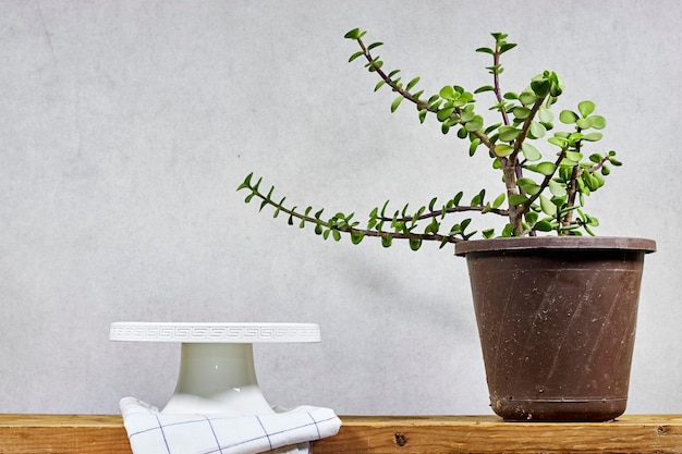 Photo empty white stand cake with pot of portulacaria afra elephant bush is a small on wood table