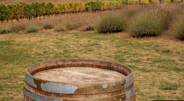 Empty wine barrel floor