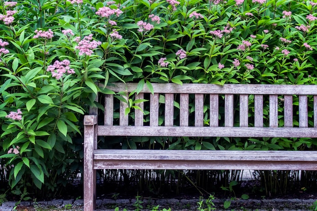 Empty wooden bench in the garden in front of green perennial plants.