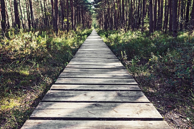 Empty wooden pathway in the woods