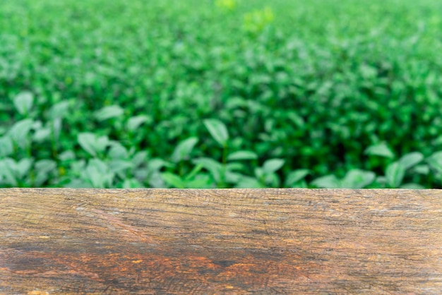 Svuoti la tavola di legno con le foglie di tè verdi fresche come fondo