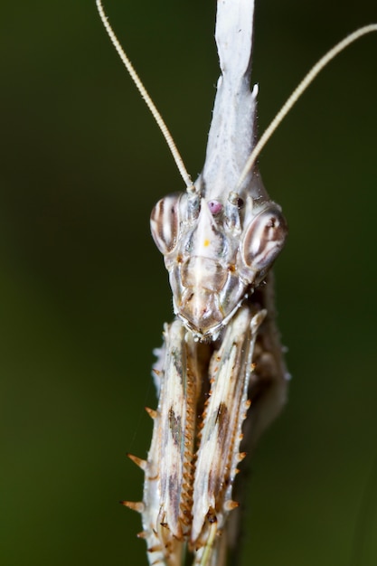 Empusa pennata