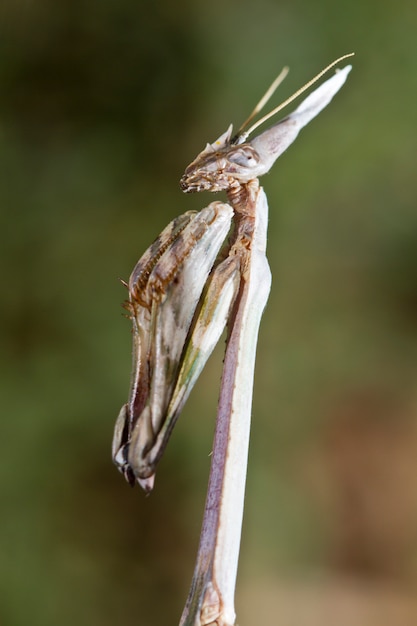 Empusa pennata