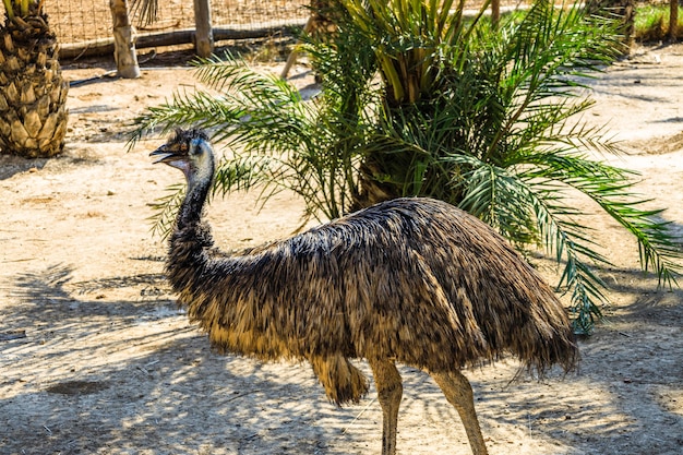 Emu bird or African ostrich standing in a zoo.