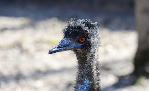 Photo emu bird portrait