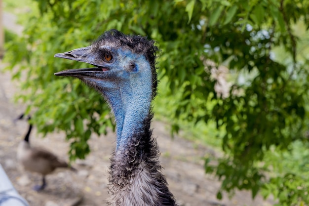 Emu testa blu con orecchio, occhio e becco aperto.