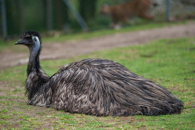 emu resting on the grass