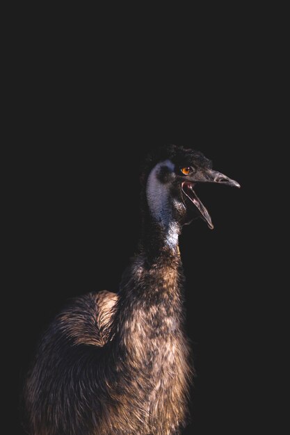 Foto emu tegen een zwarte achtergrond