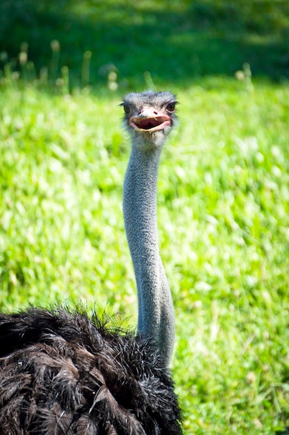 Emu