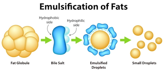 Foto processo di emulsione dei grassi