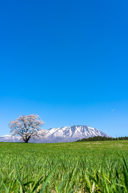 Één boom van de kersenbloesem op groene prairie. Sneeuw bedekte berg op achtergrond over blauwe hemel.