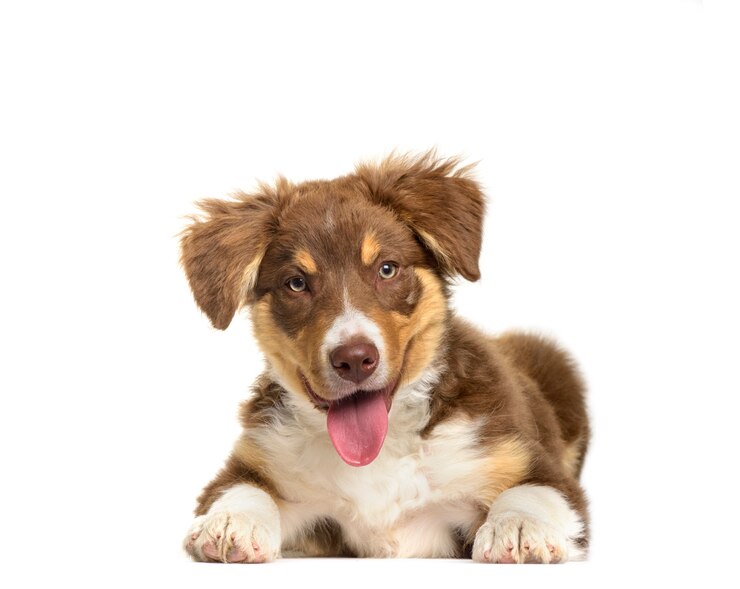 Foto en border collie-puppy die liggen hijgen