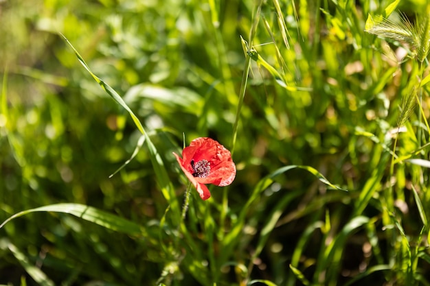 Één papaverbloem in het midden van groen gras