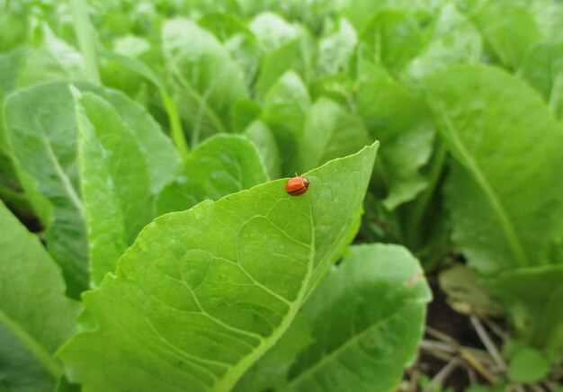 Één rood lieveheersbeestje die op het trillende groene plantaardige blad met ochtenddauw, close-up lopen