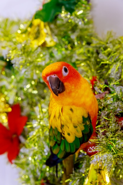 En zonconure die van de papegaai zit kijkt