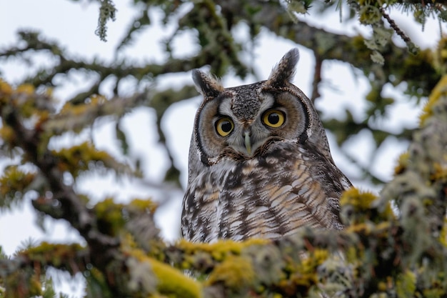 Enchanted Escapes Wildlife Viewing photo