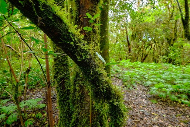 ピヤラール・アナガ山脈の魔法の森 テネリフェ カナリア諸島 スペイン