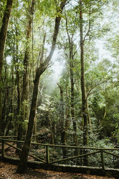 写真 素敵な光で魅惑の森