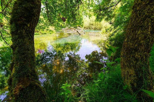 Enchanted forest with green plants and river with reflections.