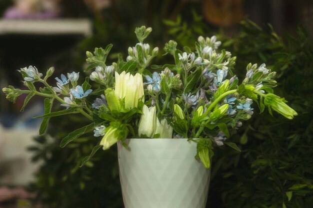 日光の中で家の花の魅惑的な美しさ