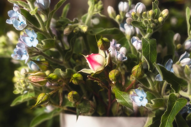 日光の中で家の花の魅惑的な美しさ