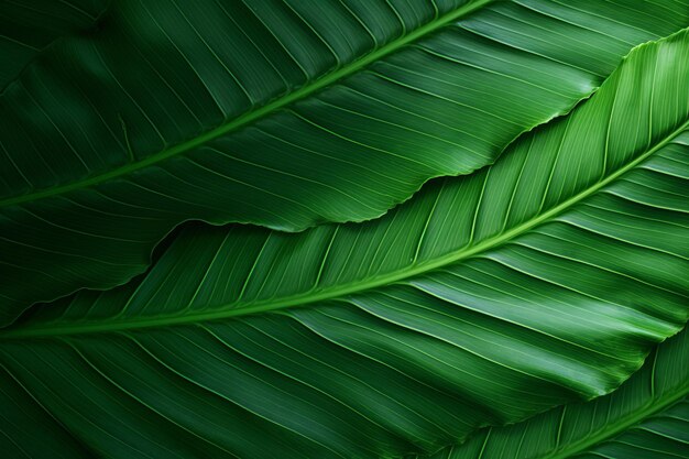 Enchanting closeup a captivating green leaf textured background