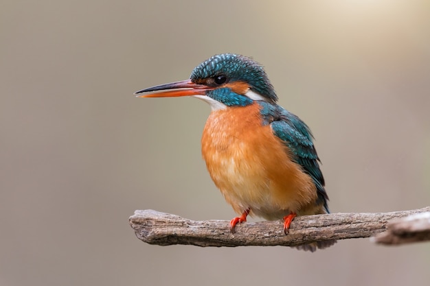 Enchanting common kingfisher female with orange beak perched on twig in spring