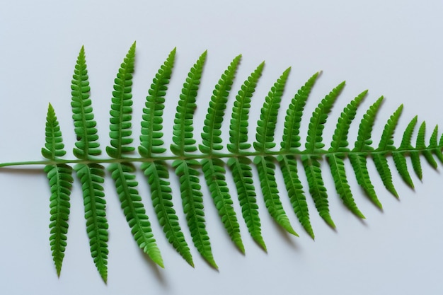 Enchanting Fern Leaf Background with Gorgeous White Paper