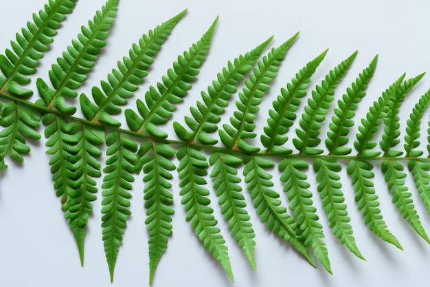 Enchanting Fern Leaf Background with Gorgeous White Paper