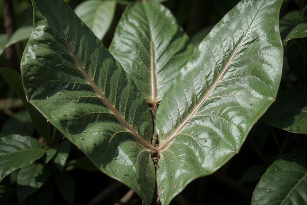 Photo enchanting leaf in the forest