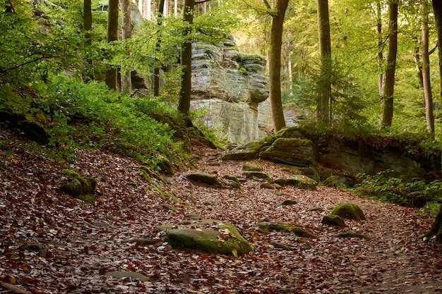 An enchanting scenery of a hiking route in the woods of Beaufort, Luxembourg