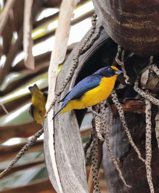 End-end vogels plukken twijgen om te nestelen, Fim-Fim, Puvi.