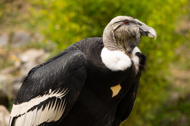 Photo endangered condor