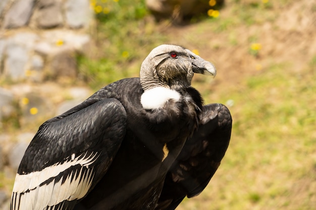 Foto condor in via di estinzione