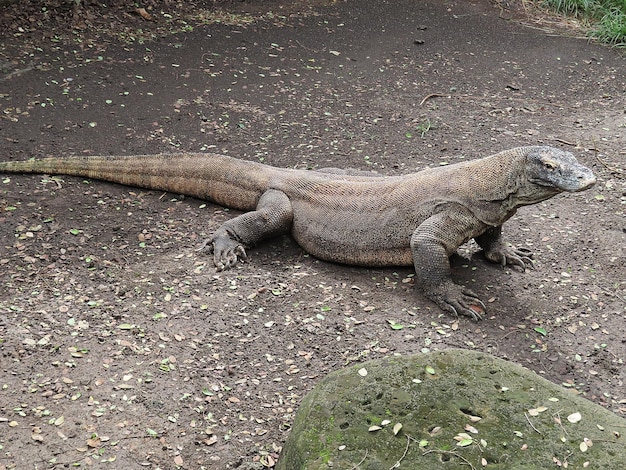 絶滅危惧コモド ドラゴンまたはヴァラヌス komodoensis