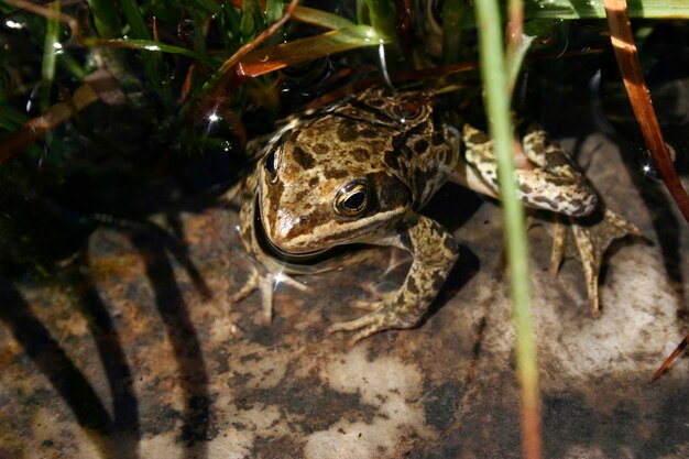 endemic frog Turkey