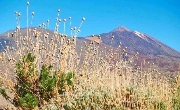 Endemic plants (cheirolophus teydis teide) in highland of tenerife, canary islands